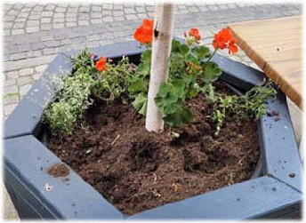 06.23.2025-Birke-ohne-blume 06.23.2025-Birke-ohne-blume